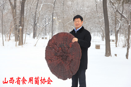 2015年1月常明昌教授栽培的目前世界最大灵芝(直径1.06米).JPG 2015年1月常明昌教授栽培的目前世界最大灵芝(直径1.06米).JPG