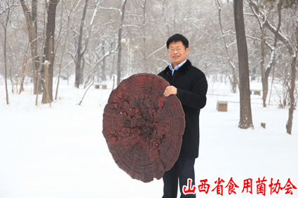2015年1月常明昌教授栽培的目前世界最大灵芝（直径1.06米） 拷贝.jpg